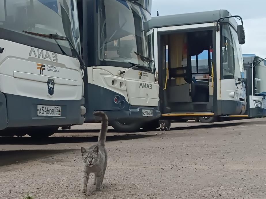 Кот и автобус