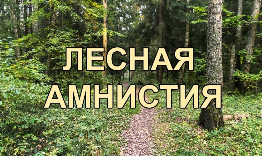 лесная амнистия