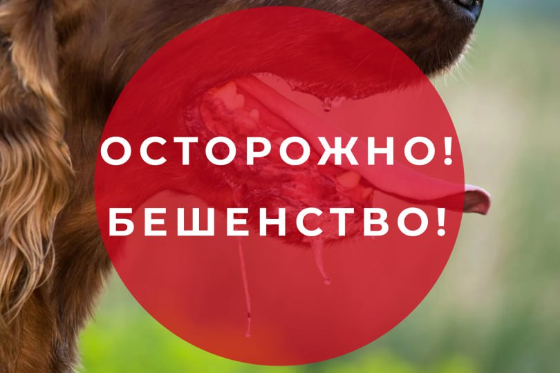 Осторожно бешенство!