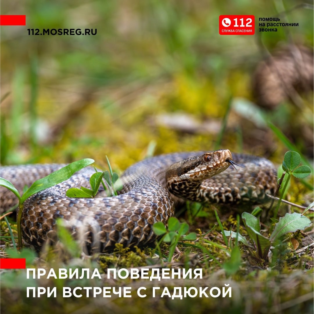 правила поведения при встрече с гадюкой