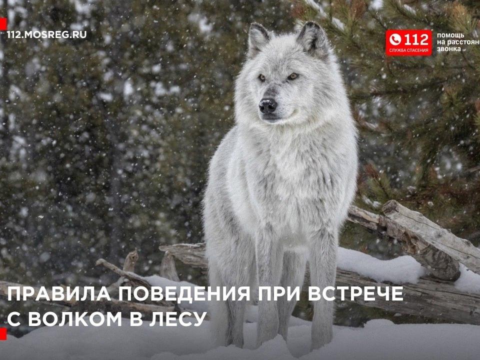 Правила поведения при встрече с волком в лесу