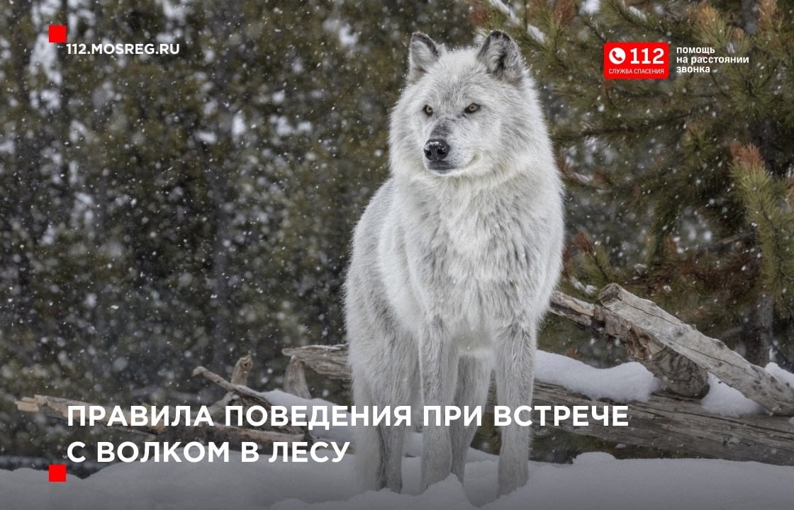 Правила поведения при встрече с волком в лесу