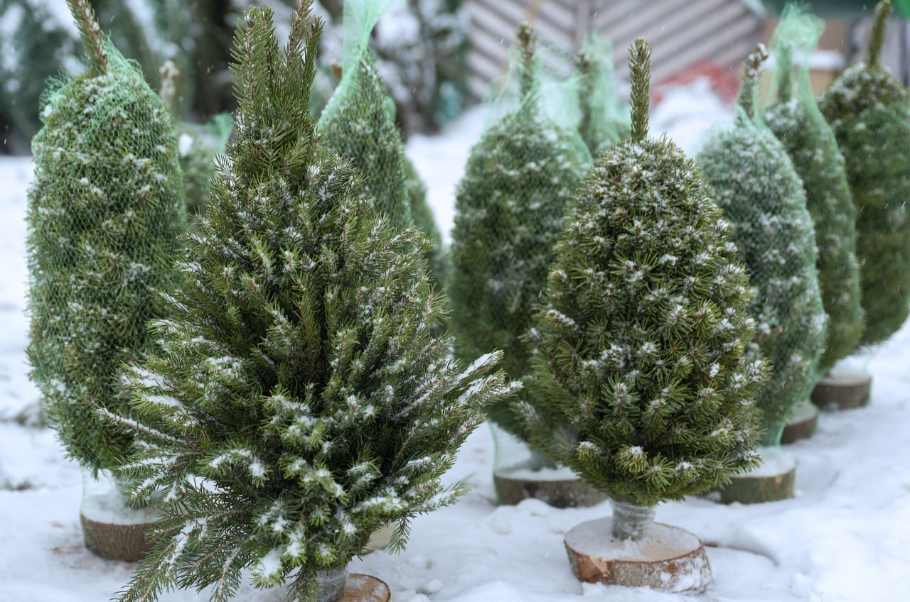 В декабре в городском округе Ступино работу начали елочные базары. 