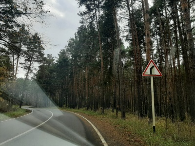  водитель не справился с управлением и въехал в дерево.