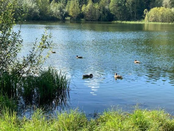 На ступинском городском пруду, где запрещена охота, поселилось несколько десятков уток