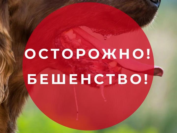 Осторожно бешенство